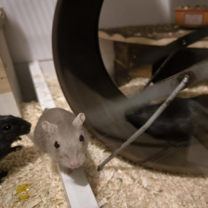 Smiltpeliukas patinas