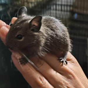Degu patinėlis
