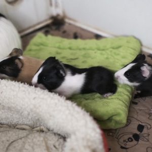 Jūrų kiaulytė Rudis