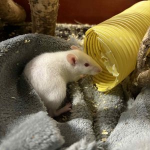 Dekoratyvinė žiurkė